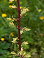 Metasequoia glyptostroboides Oculus Draconis Zebra IMG_6687 Metasekwoja chińska